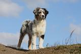 BERGER AUSTRALIEN PUPPIES 367